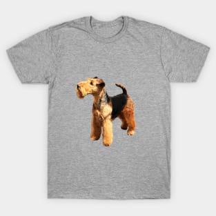 Welsh Terrier Beautiful Dog T-Shirt